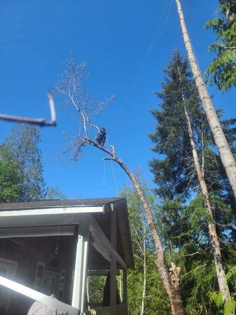 Fred Holmes Tree Service