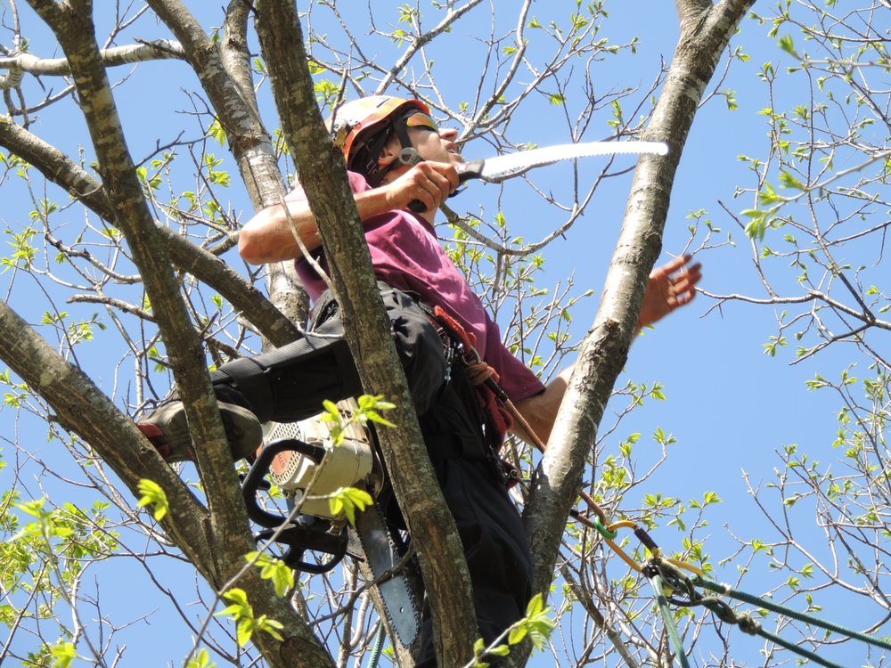 Ashburn Tree