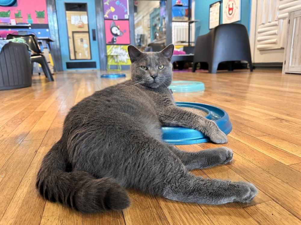 Crooked Tail Cat Cafe