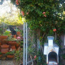 Carpinteria Landscape Nursery Nurseries Gardening 933 Elm Ave Photo Of Carpinteria Landscape Nursery Ca United States Succulent