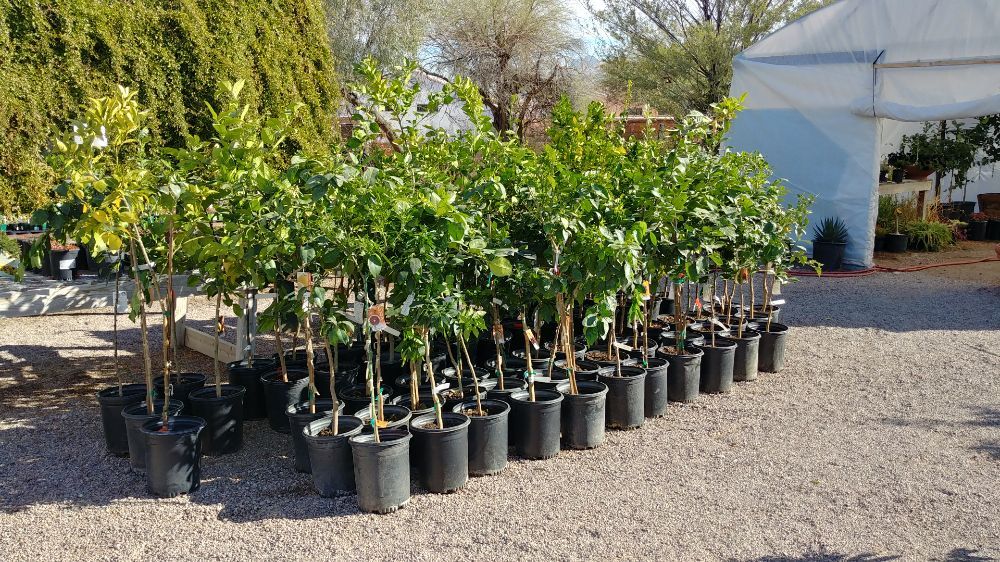 Silverbell Nursery 743 Photos & 13 Reviews Nurseries & Gardening