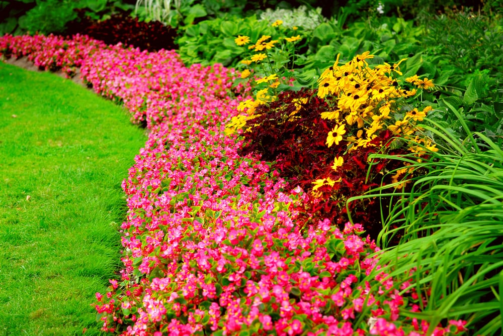 Gold Palm Lawn and Landscape