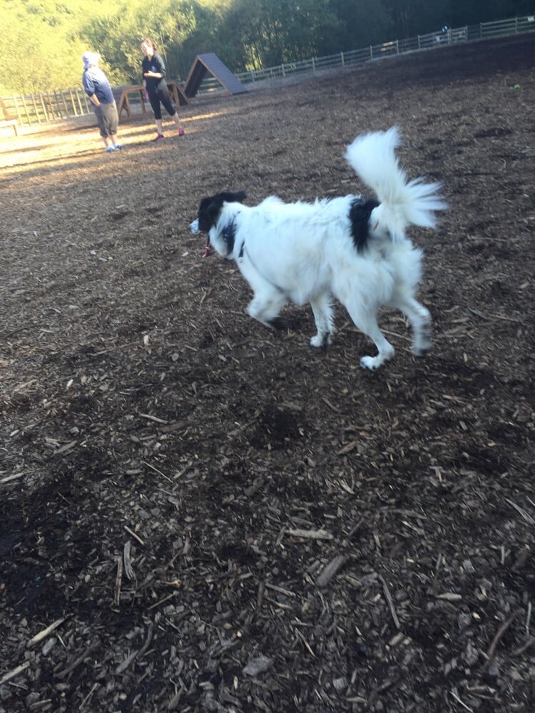 Mukilteo Off Leash Dog Park Mukilteo Off Leash Dog Park