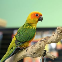 Pet Store,pet stores near me,pet store near me,pet supply stores,exotic pet store