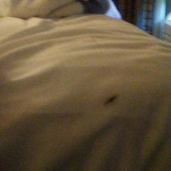 Atlantic Motor Inn Hotels 1768 Ave Crown Heights Photo Of Atlantic Motor Inn Brooklyn Ny United States