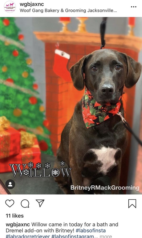 Woof Gang Bakery & Grooming Jacksonville, NC