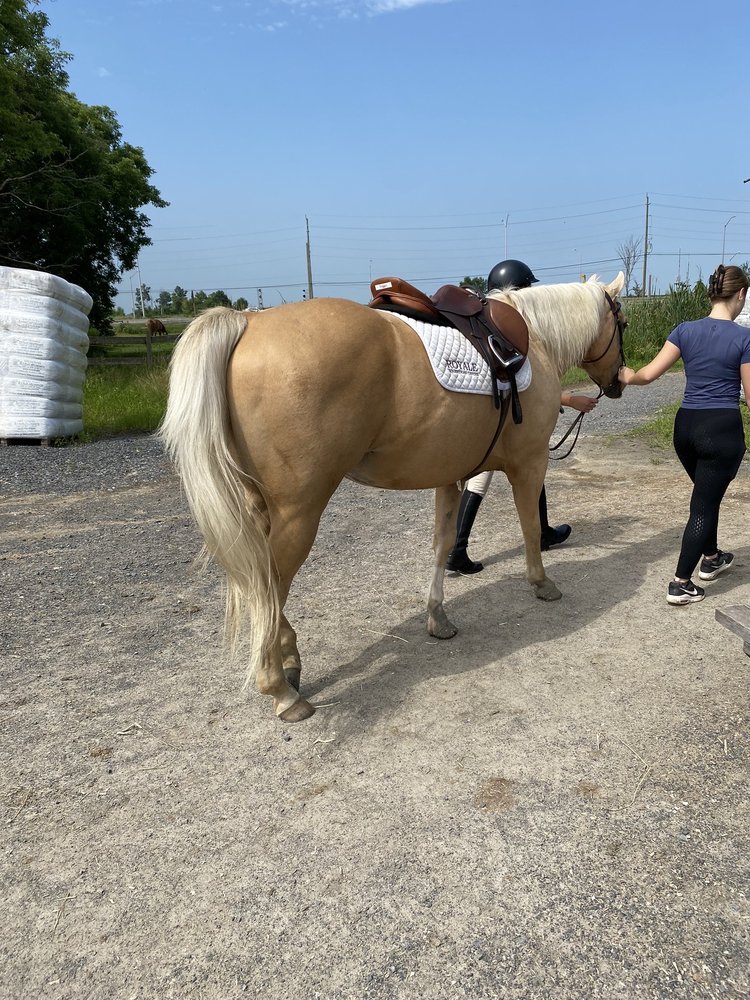 Royale Equestrian Centre