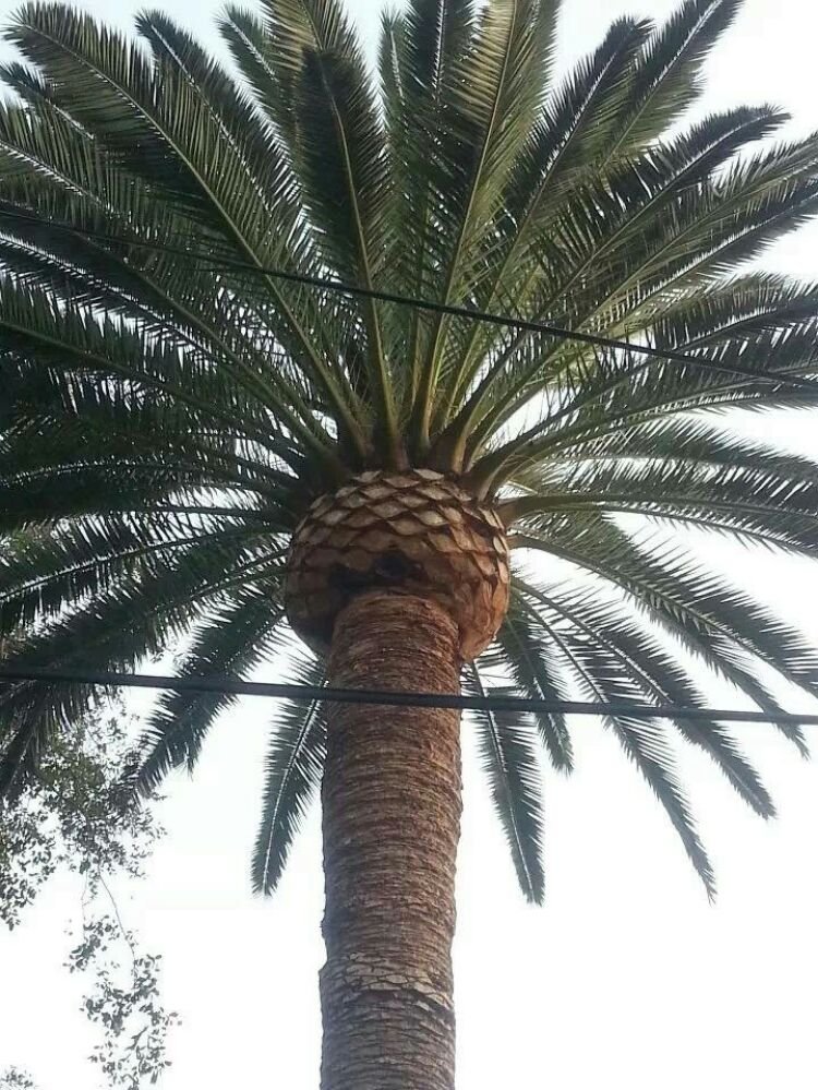 Hallelujah Tree Service