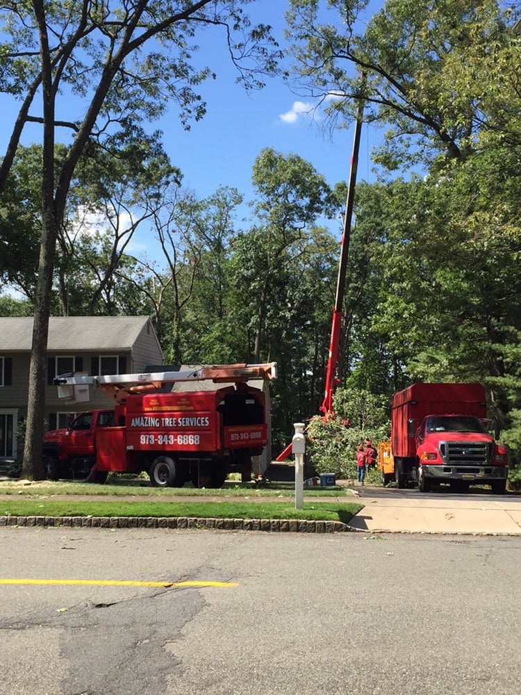 Amazing Tree Services Tree Services Dover, NJ Phone Number 45