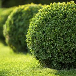 Affordable Lawn Care Landscaping Clarksville Tn Phone Number Photo Of Affordable Lawn Care Clarksville Tn United States
