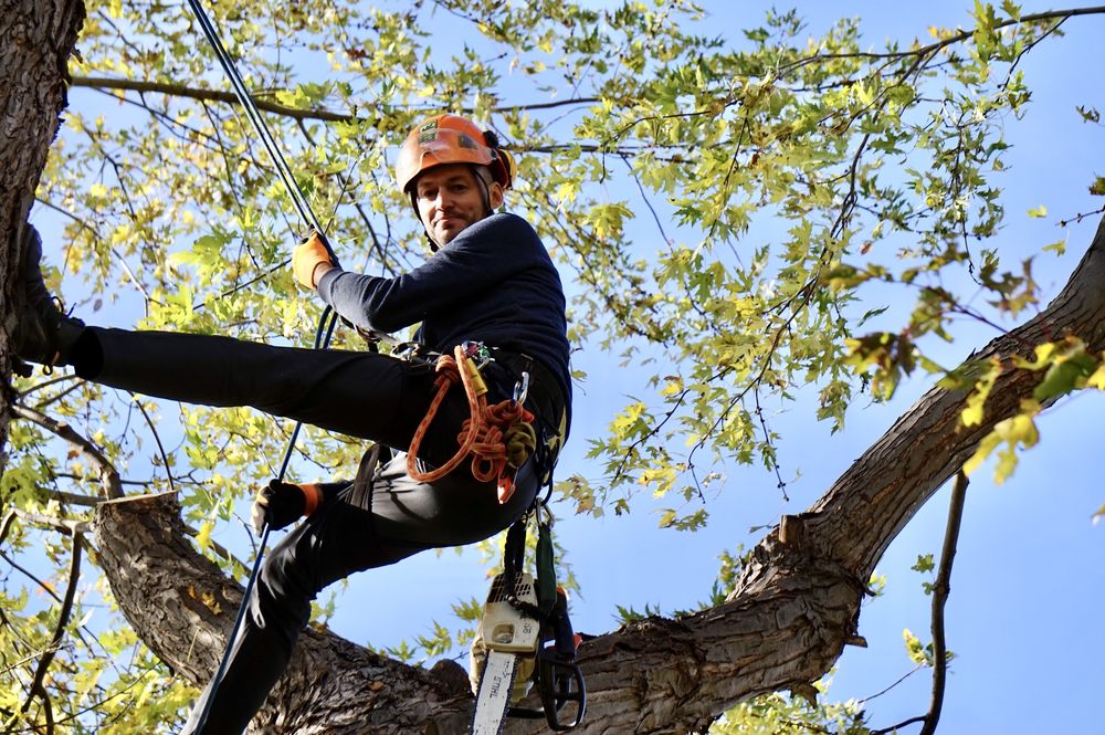 Kanata Elite Tree Services