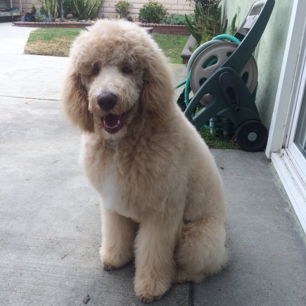 Electricians In My Area >> Huck, a 4 month old standard poodle just groomed by OC Elite Mobile Grooming! - Yelp Electricians In My Area >> Huck, a 4 month old standard poodle just groomed by OC Elite Mobile Grooming! - Yelp