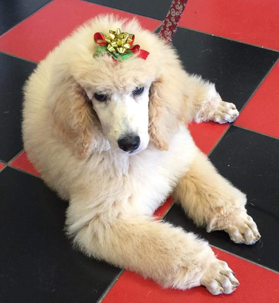 Amber’s Dog Grooming 94 Photos Pet Groomers 1764 SE Port St Lucie Blvd, Port St. Lucie, FL