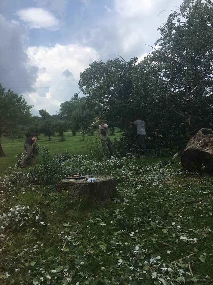 Walker Tree Services