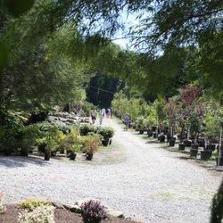 Plumline Nursery New 22 Photos Nurseries Gardening