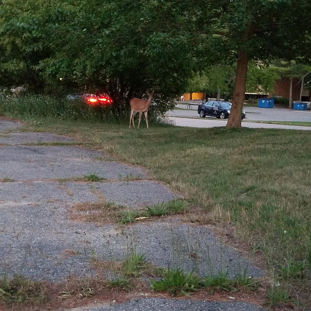 image of business Chateau Village Apartments