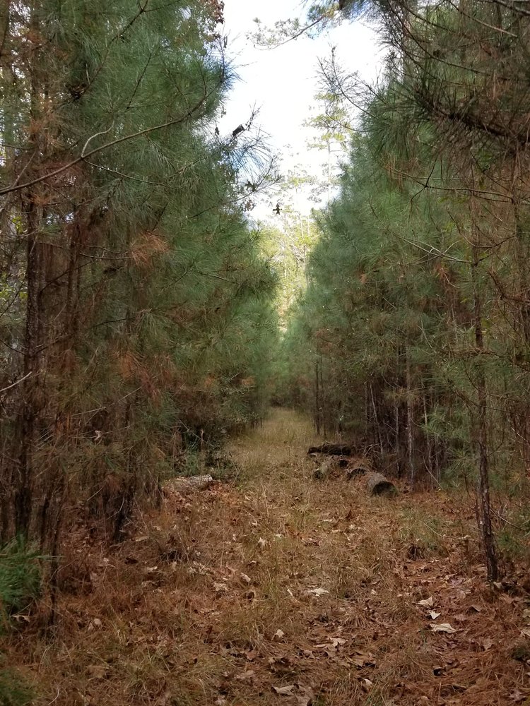 Sabine National Forest 53 Photos Hiking 5050 Hwy 21 E, Hemphill