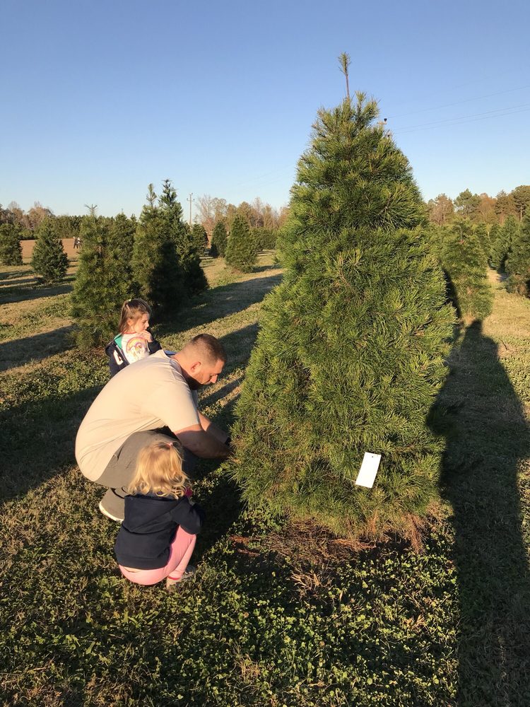 penland s l christmas tree farm 22 fotoğraf yılbaşı penland s l christmas tree farm 22 fotoğraf yılbaşı