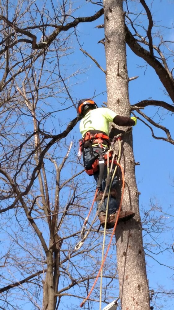 TLC Tree & Land