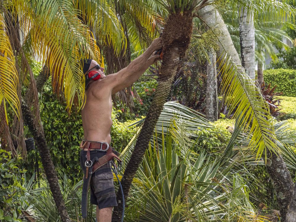 J & J The Tree Doctor