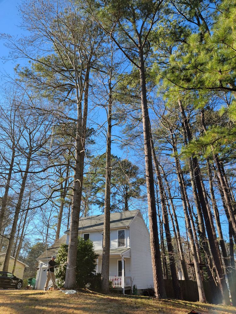 Stump B Gone Tree Removal Services and Stump Grinding