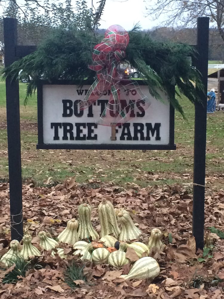 bottoms christmas tree farm cumming ga stoop lawyers cf bottoms christmas tree farm cumming ga stoop lawyers cf