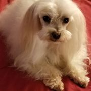 Lemons Toy Maltese Maltipoos Pet Groomers Grand Cane La