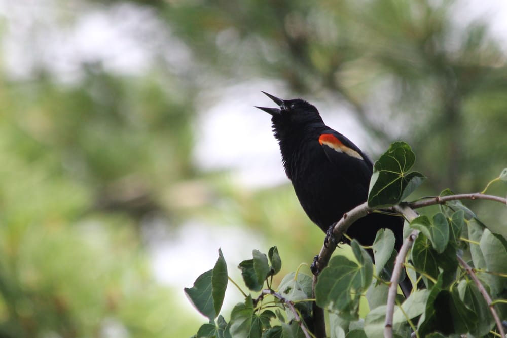 Meadowlark Botanical Gardens