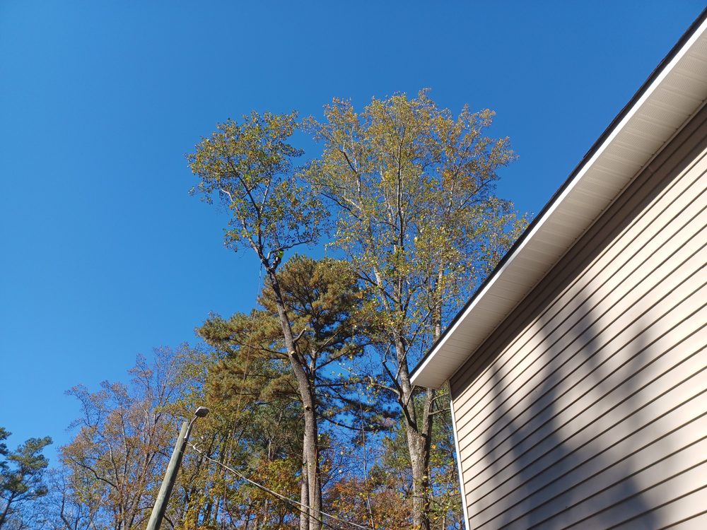 Champion Tree Service