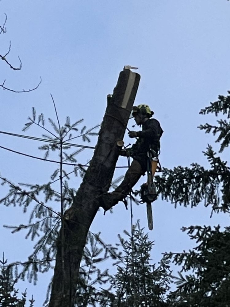 Lincoln Logging Tree Care