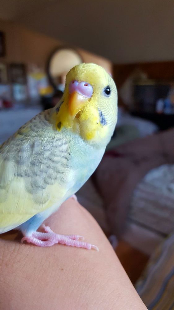 Magnolia Bird Farm 78 Photos & 123 Reviews Pet Stores 8990