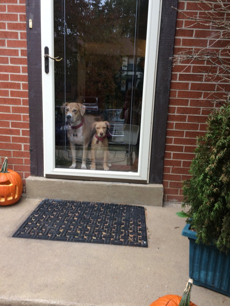 Tlc For Pets