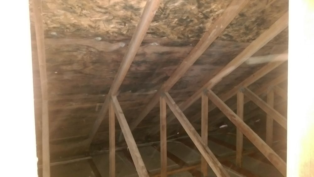 Attic Mold Is Extremely Common In The Pacific Nw Proper Ventilation Photo Of Pure Environmental Portland Or United States Attic Mold Is Extremely