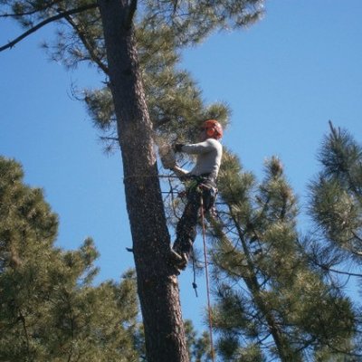 Pearland Tree Service