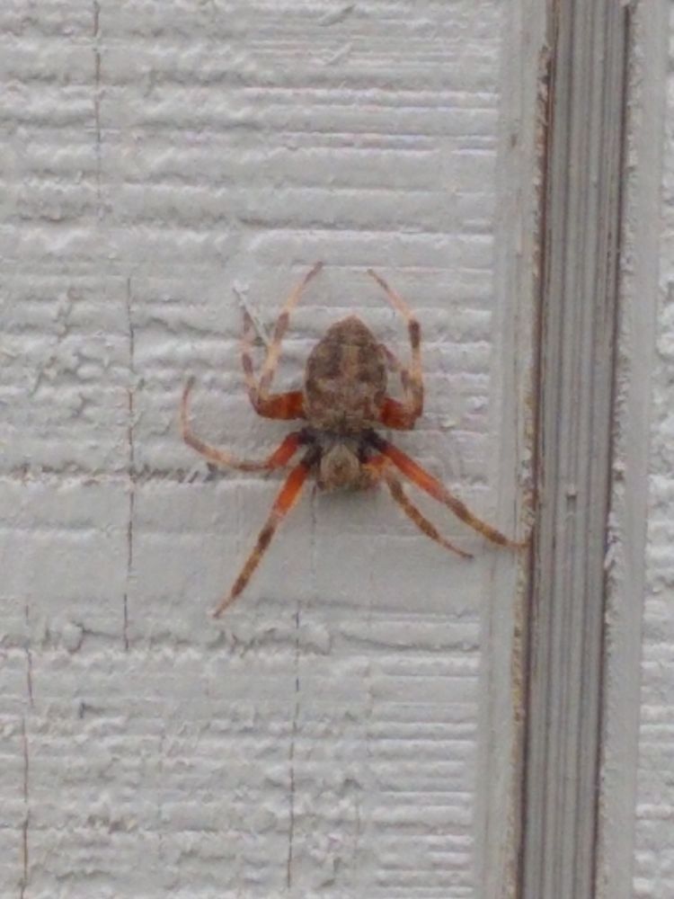 Crossbones Pest Management