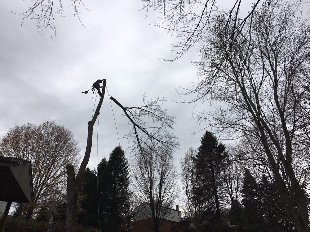 Flaherty Tree Service