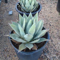 Black Mountain Nursery Nurseries Gardening 4840 E Dynamite Photo Of Black Mountain Nursery Phoenix Az United States