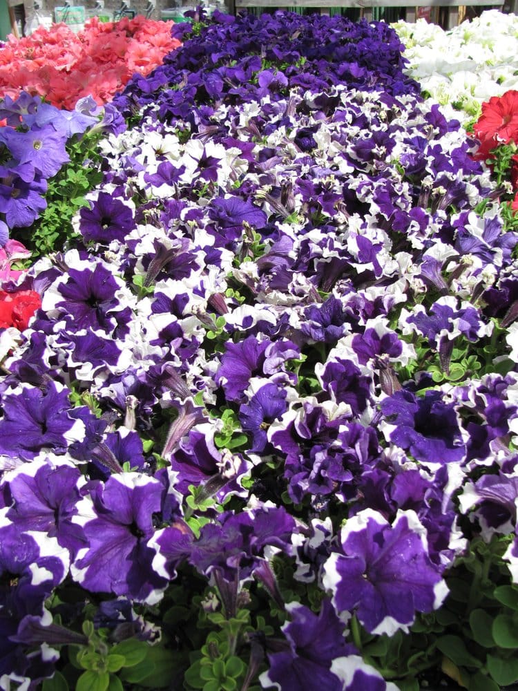 Johnson garden center morgan hill coupons