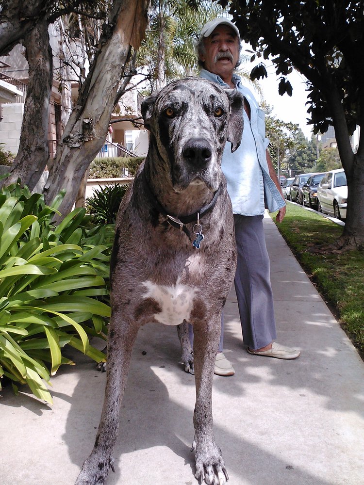 sb dog walkers