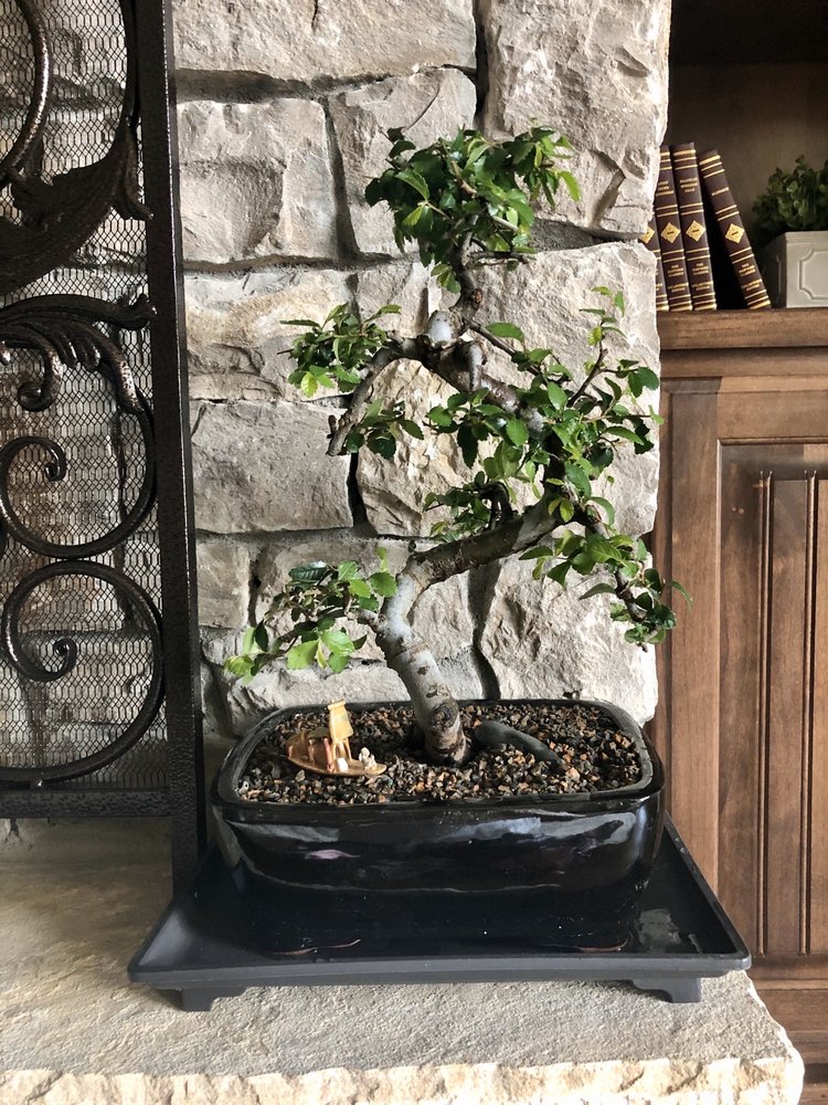 Bonsai Boy