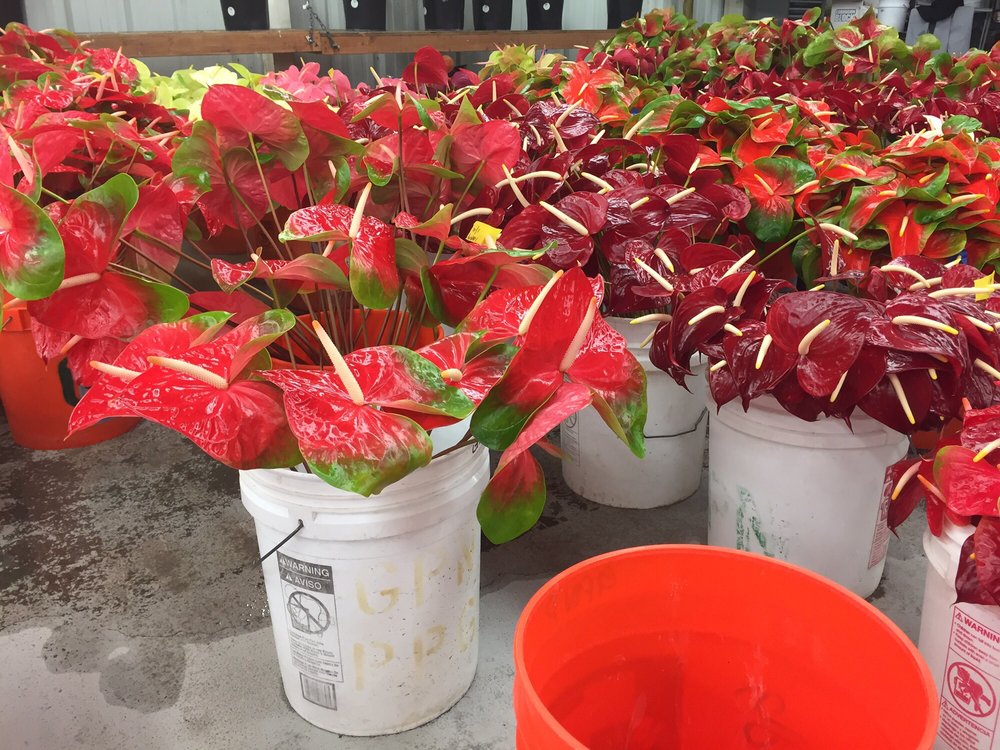 Green Point Nurseries 14 Photos Florists 811 Kealakai St Hilo Green Point Nurseries 14 Photos Florists 811 Kealakai St Hilo Hi Phone Number Last Updated December 15 2018 Yelp