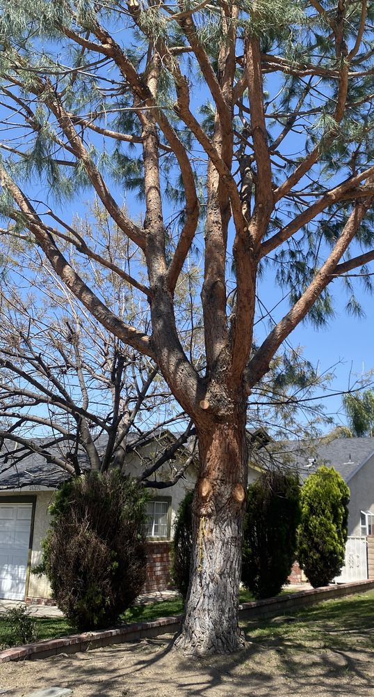 Cota's Tree Service