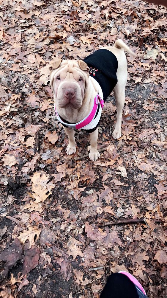 Timber Creek Park 119 Photos & 75 Reviews Dog Parks 236 Taylor Ave, Gloucester Township