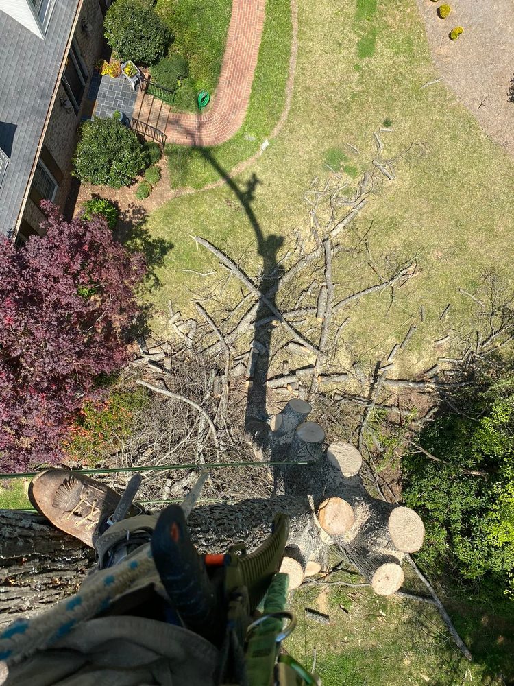 Blue Oaks Tree Service