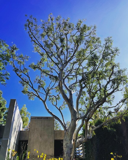 Trees N Things