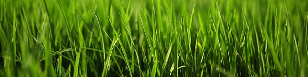 Patricia J. LaFave, Ph.D. and Associates, PC