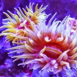jesus saltwater aquariums 245