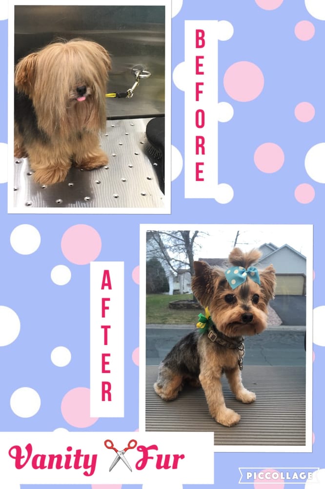 Inside Of Vanity Fur Mobile Pet Spa And Grooming Yelp