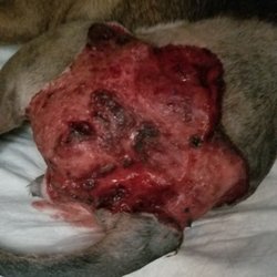 Texas Specialty Veterinary Services photo