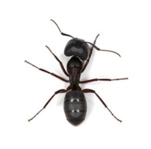 Extermination West Island